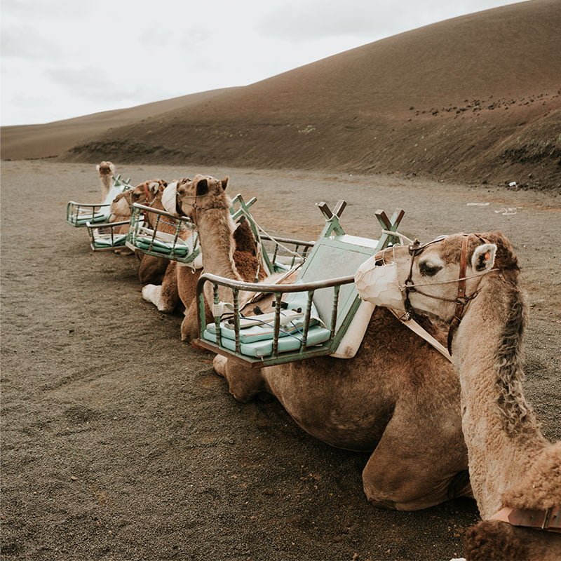 Safari en camello
